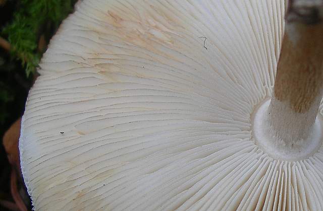 Prima  dell�era  glaciale